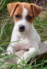 istokrevn jack russell