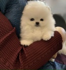 Bl pomeranian tn