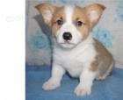 tata Pembroke Welsh Corgi