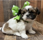 Krsn tata Shih Tzu k adopci