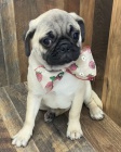 Krsn ttka Pug k adopci.