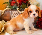 tata rodokmenu Cavalier King Charles