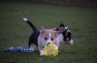  Pembroke Corgi tata