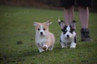 tata., Pembroke Corgi 