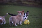 tata., Pembroke Corgi 