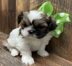 Rozkon tn shih-tzu k adopci.