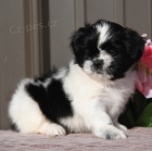 Rozkon tn shih-tzu k adopci.