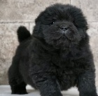 Chow Chow tata pro skvl domovy 