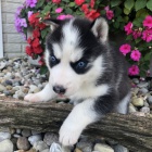 Rozkon sibisk husky s krsnmi modrmi oima.