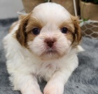 Domc trnovan a okovan Shih Tzu