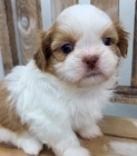 Domc trnovan a okovan Shih Tzu