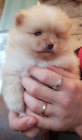 Pomeranian tata k adopci