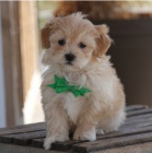 Rozkon tata Maltipoo k adopci.