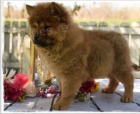 ttka Chow chow jsou pipravena na adopci a nov rodiny.