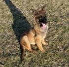 Krsn tata Malinois k adopci.