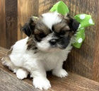 Krsn tata shih tzu k adopci.