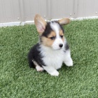 Krsn tata Welsh Corgi k adopci.