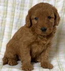 ttka Goldendoodle k dispozici k adopci. 