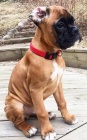 tata boxer jsou nyn k dispozici pro adopci