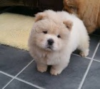 Chow chows (Cau cau)   , zznamy veterine a 1yr zruka genetickho zdrav.