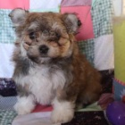 User account menu Log in State  Choose Breed  Choose Gentle Maltipoo - $3100 Honey Brook, Pennsylvania