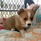 krsn a andlsk Pembroke Welsh Corgi tata tata na prodej.