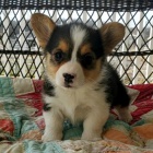 krsn a andlsk Pembroke Welsh Corgi tata tata na prodej.