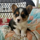 krsn a andlsk Pembroke Welsh Corgi tata tata na prodej.