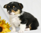 krsn a andlsk Pembroke Welsh Corgi tata tata na prodej.