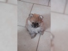 Mini pomeranian Spic PP FCI