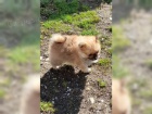 Mini pomeranian Spic PP FCI