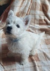 tata West Highland Terrier