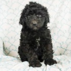 Nabdka Bernedoodle