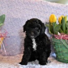 Jemn Mini Aussiedoodle