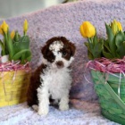 Jemn Mini Aussiedoodle