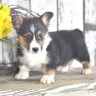 Gentle Welsh Corgi (Pembroke)