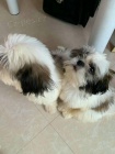 Rozkon tata shih tzu