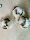 Rozkon tata shih tzu