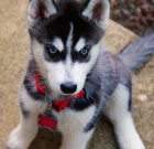 Adorable  siberian husky puppies