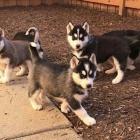 Adorable  siberian husky puppies