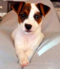 Jack Russell