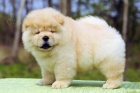 Rozkon tata Chow Chow