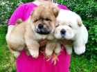 Chow Chow tata