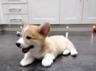 Welsh Corgi, Pembroke tata k dispozici 