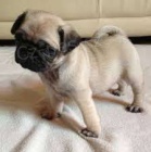 pug pug