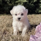 bichon frize tata jsou pipravena k adopci a novm rodinm.