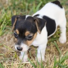 zskejte asn a zdrav tata jack russell na prodej.