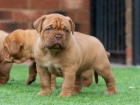 Zdrav tata Dogue de Bordeaux na prodej