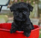 tata affenpinscher K dispozici 