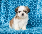 hrav ttka Shih-Tzu pro skvl domov 